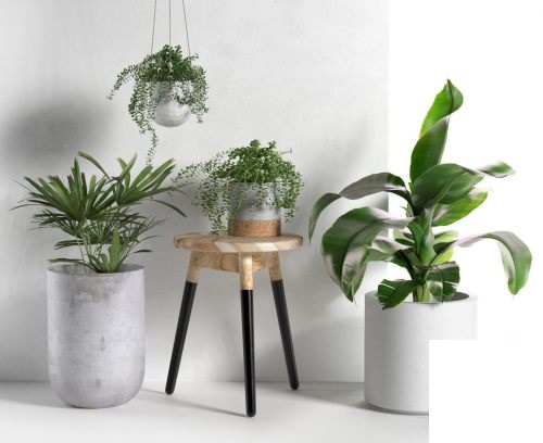 CGTrader – Stool and Pots with Plants 3D model