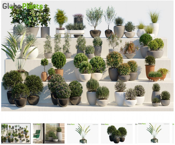 Globe Plants – Bundle 01 – Ornamental and Decorative Pot Plants