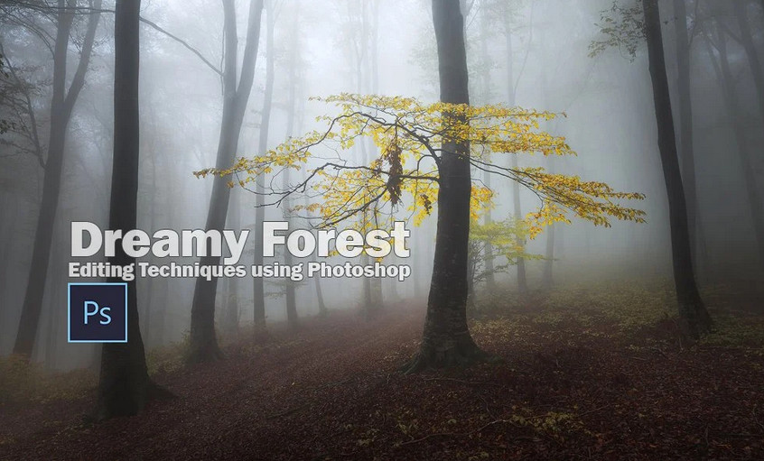 Editing Foggy Forests in Photoshop