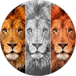 Sketch n Cartoonize 3.4 Mac