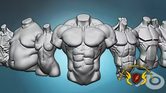Torso anatomy exercises course