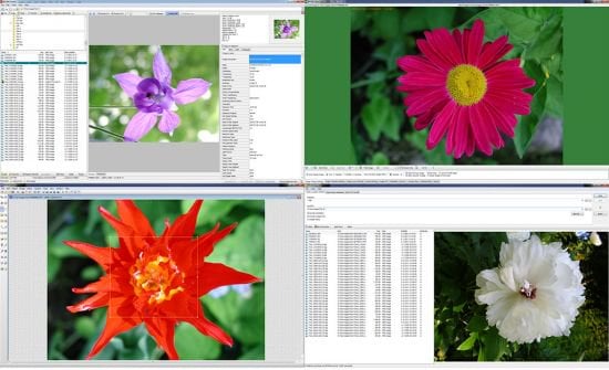 WildBit Viewer 6.20 Commercial