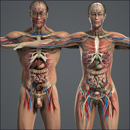Human Anatomy Models 人体解剖模型