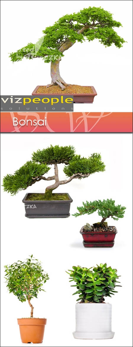 VizPeople – Bonsai 盆景