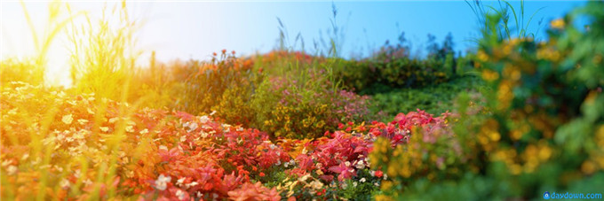 R&D Group &ndash; iAlpine for MultiScatter 逼真的植物和假山模型合集