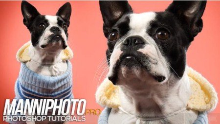 SkillFeed – Photoshop Retouching – The Dog