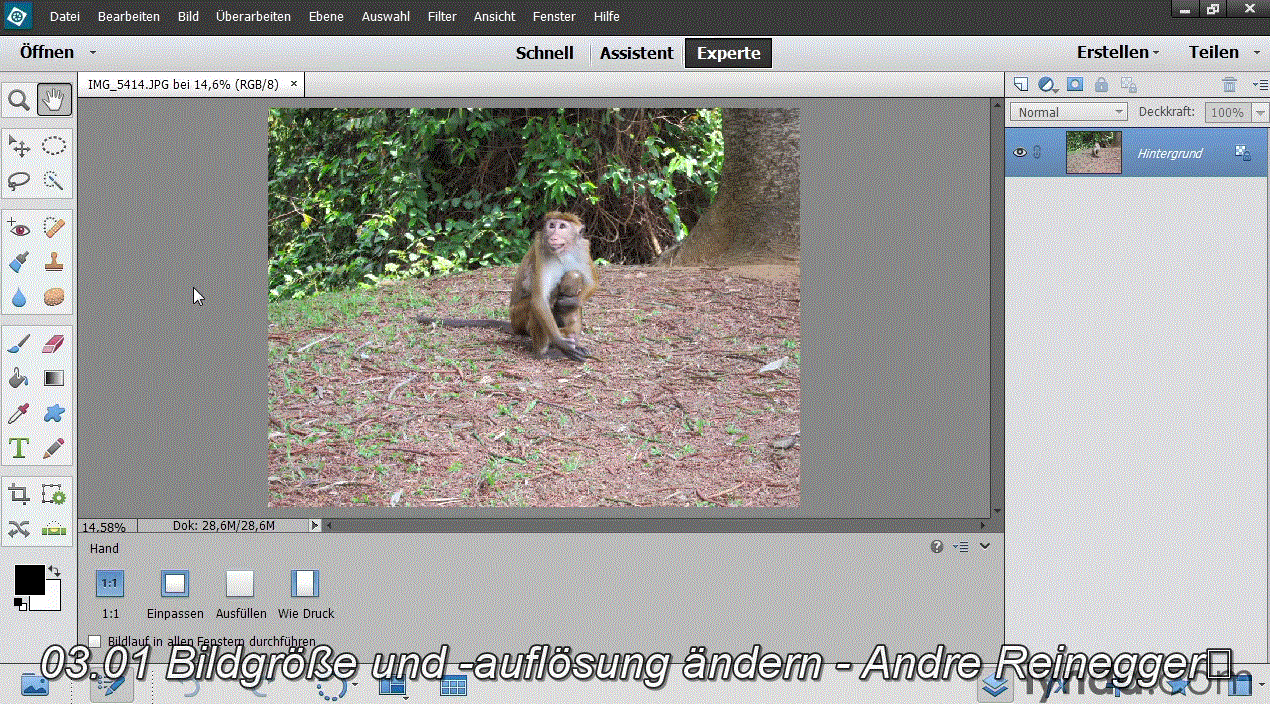 Photoshop Elements 13 – Grundlagen So einfach organisieren und bearbeiten Sie Ihre Bilder