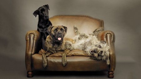 CreativeLive – Animal Photography with Rachael Hale McKenna (2014)