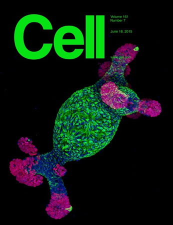 Cell – 18 June 2015