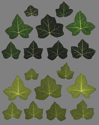 Surface Mimic – bark and leaves albedo and displacement maps