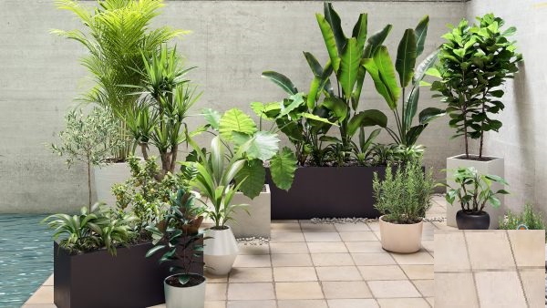 Maxtree – Plant Models Vol. 19