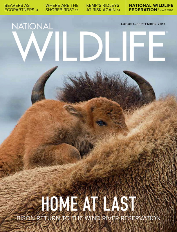 National Wildlife – August/September 2017-P2P