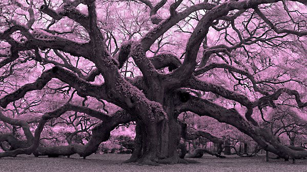 Lynda – Infrared Photography: Nature and Landscapes