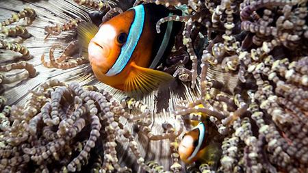Lynda – Learning Underwater Photography