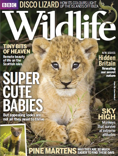 BBC Wildlife – October 2016-P2P