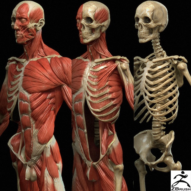 Gumroad – Ecorche Digital Model By Rafael Grassetti